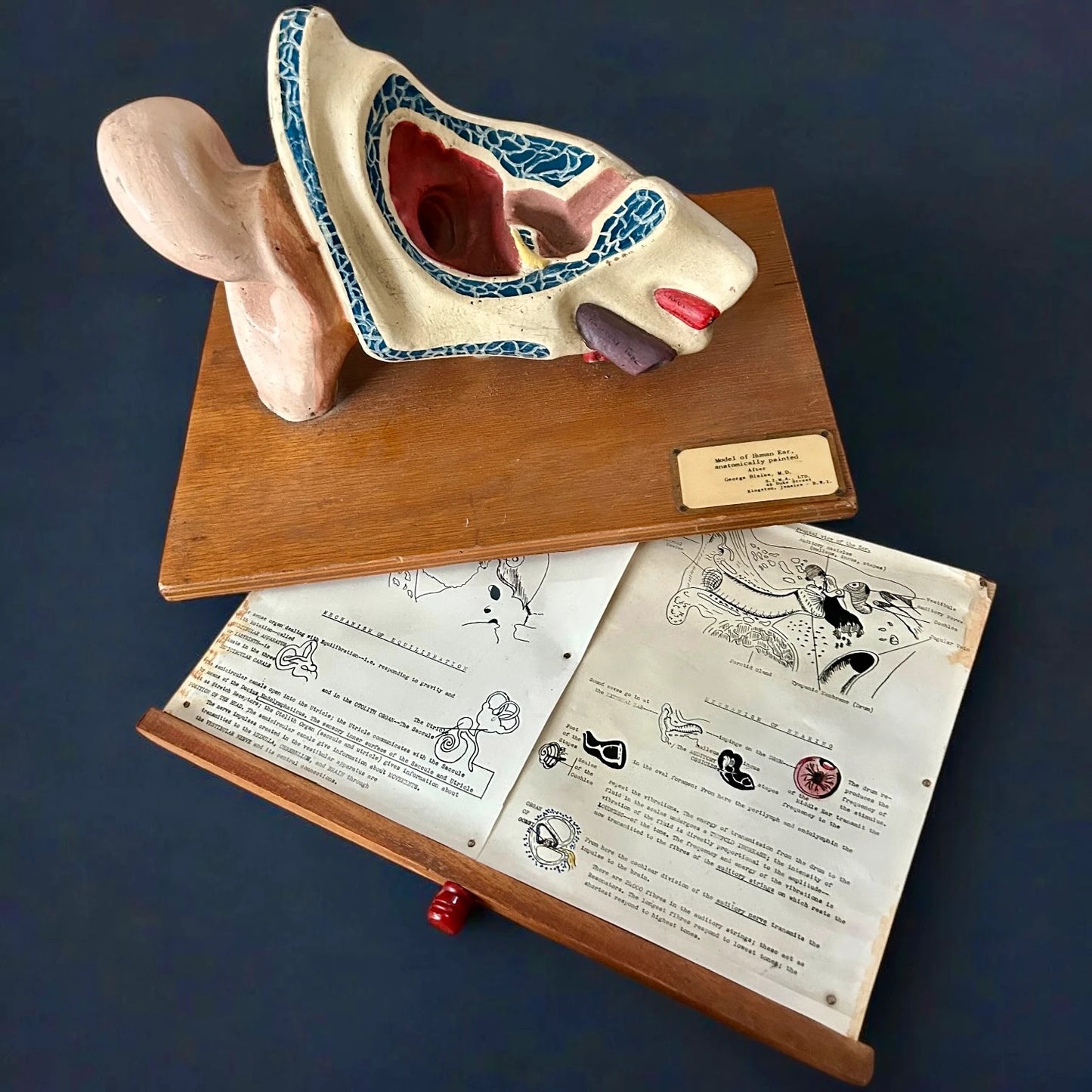 Vintage Anatomical Model of a Human Ear