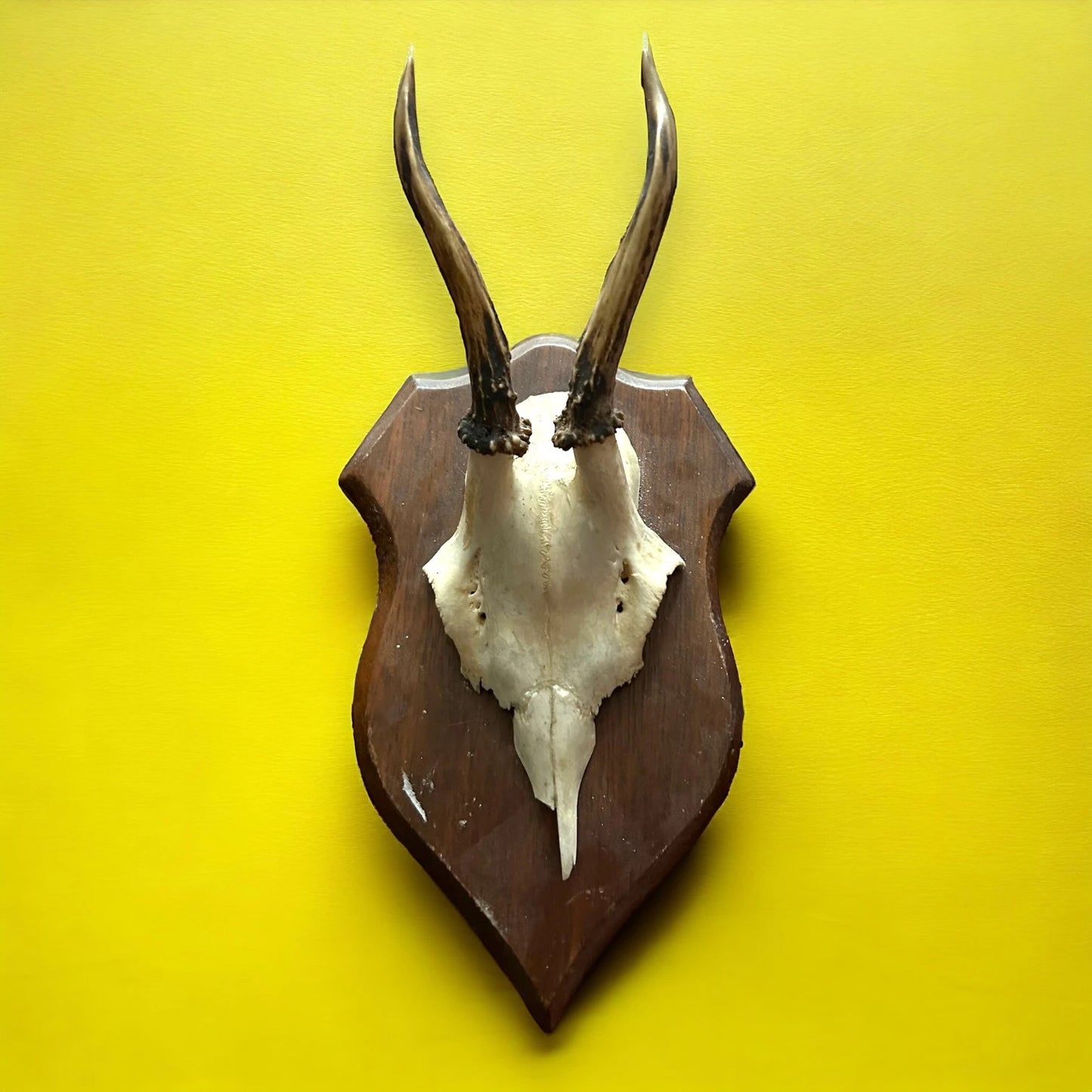 Vintage 1960s Roe Deer Faux Taxidermy