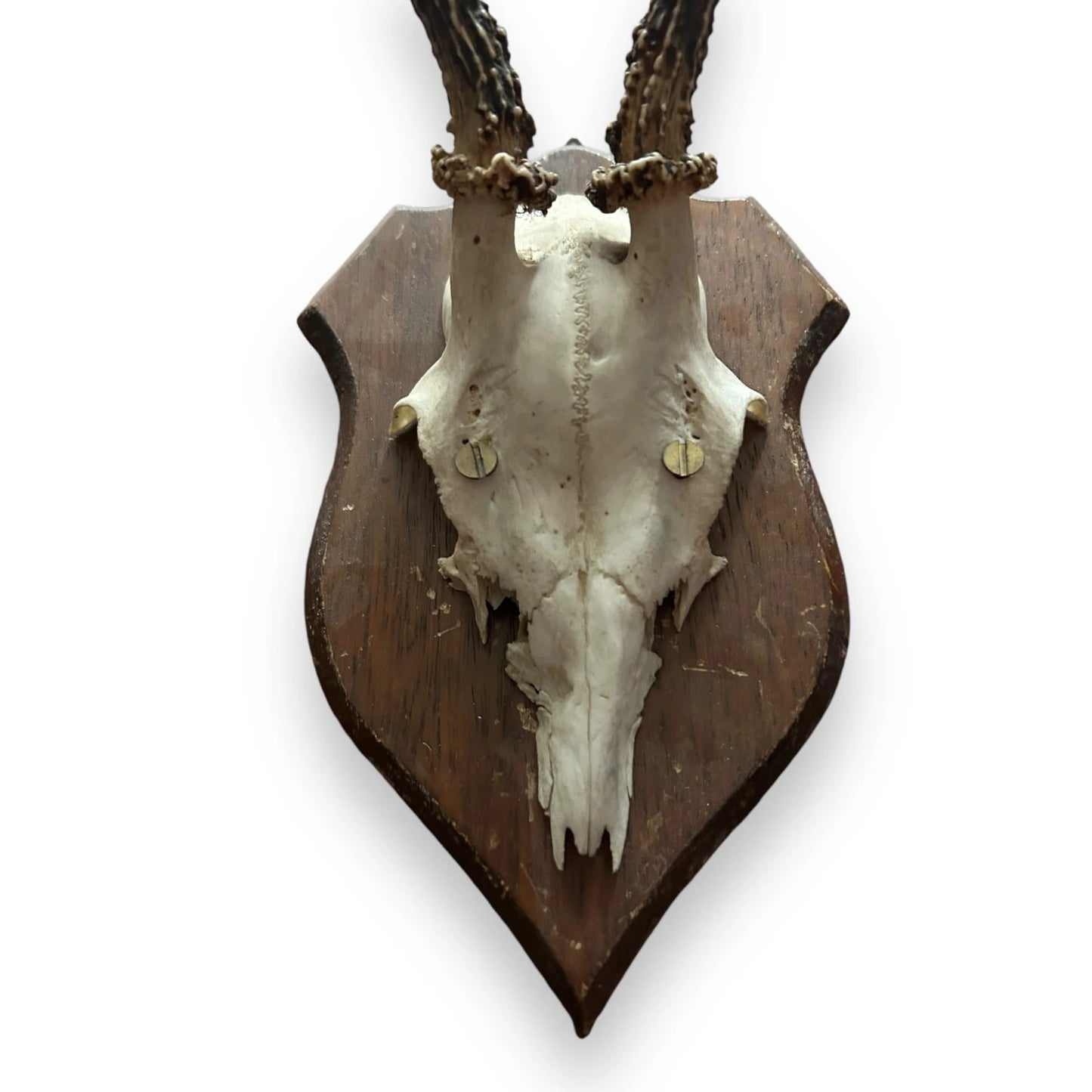 Vintage 1950s Faux Horns Taxidermy