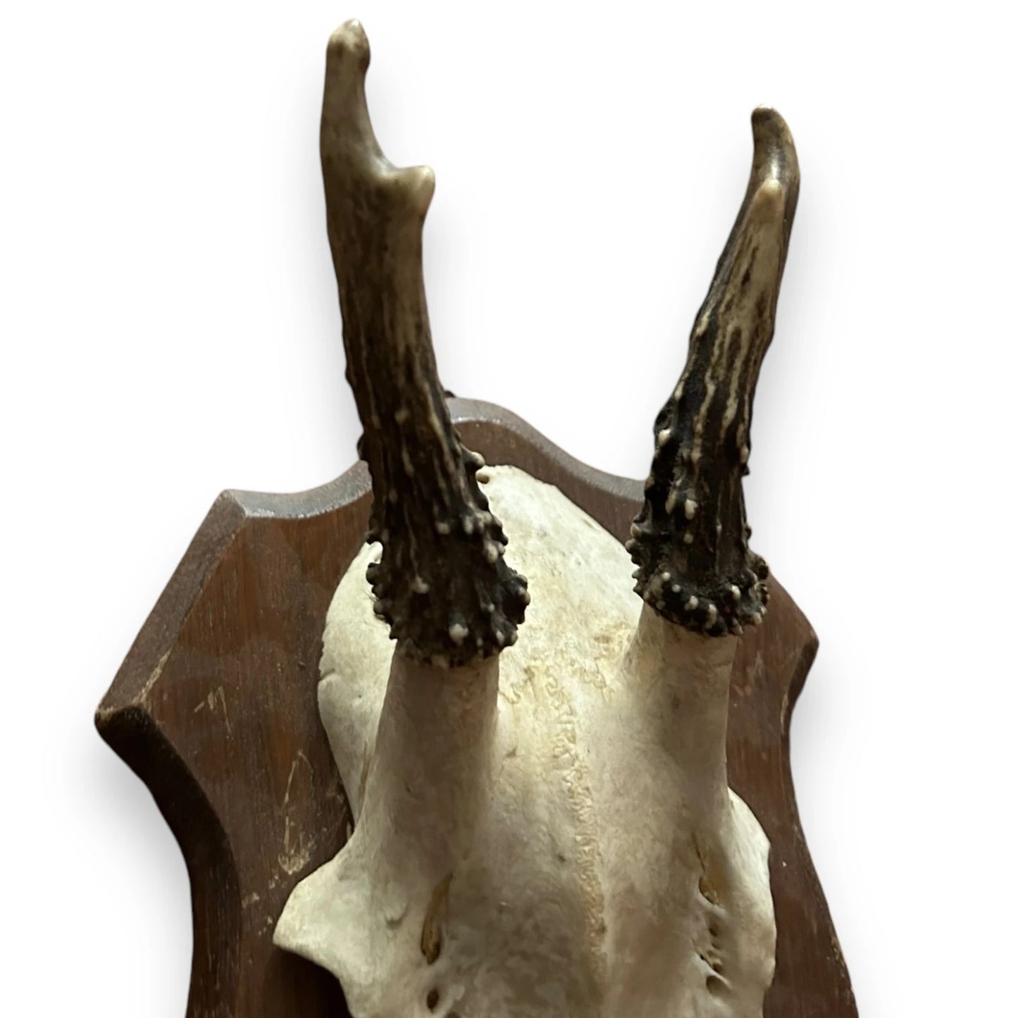 Vintage 1960s Roe Deer Faux Taxidermy