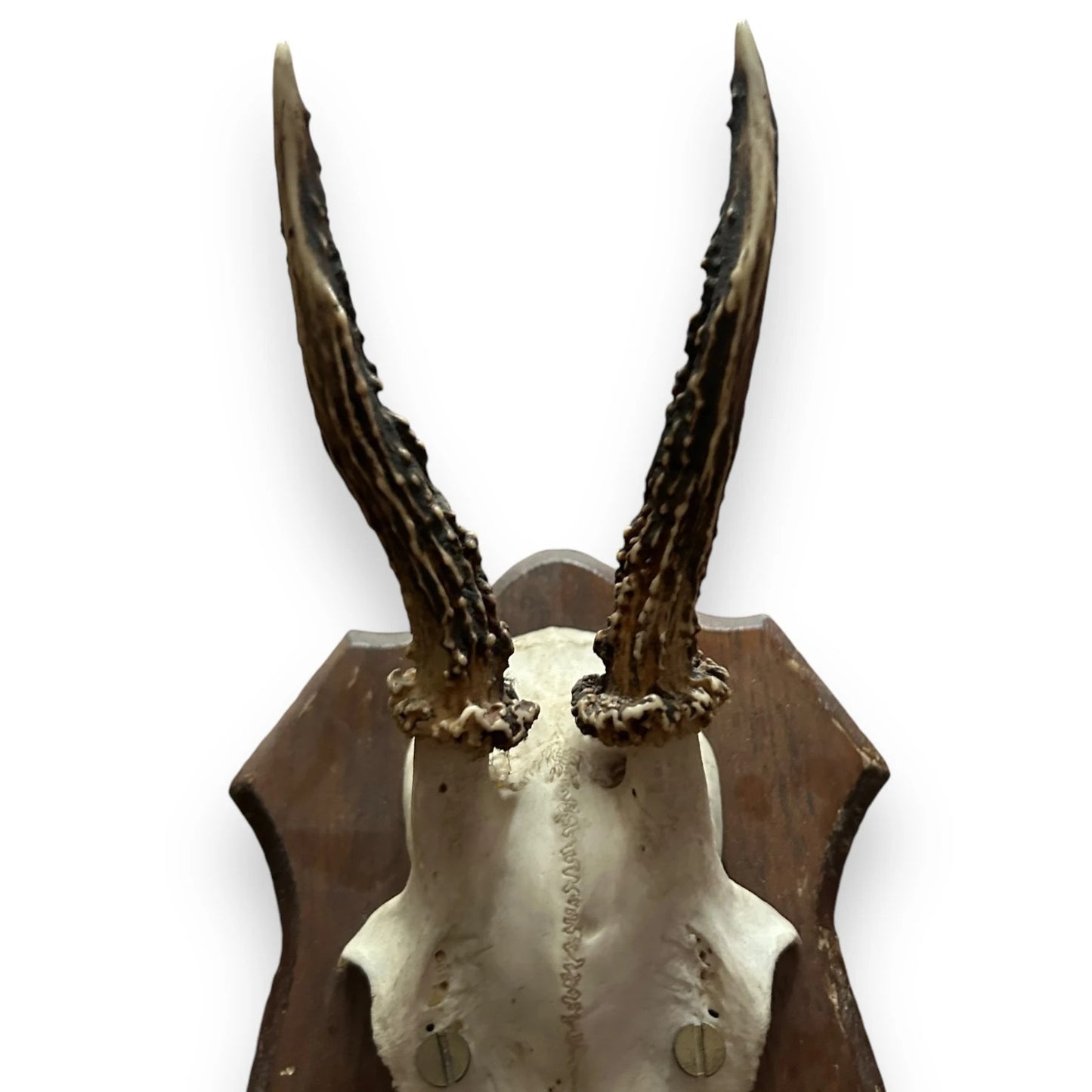 Vintage 1950s Faux Horns Taxidermy