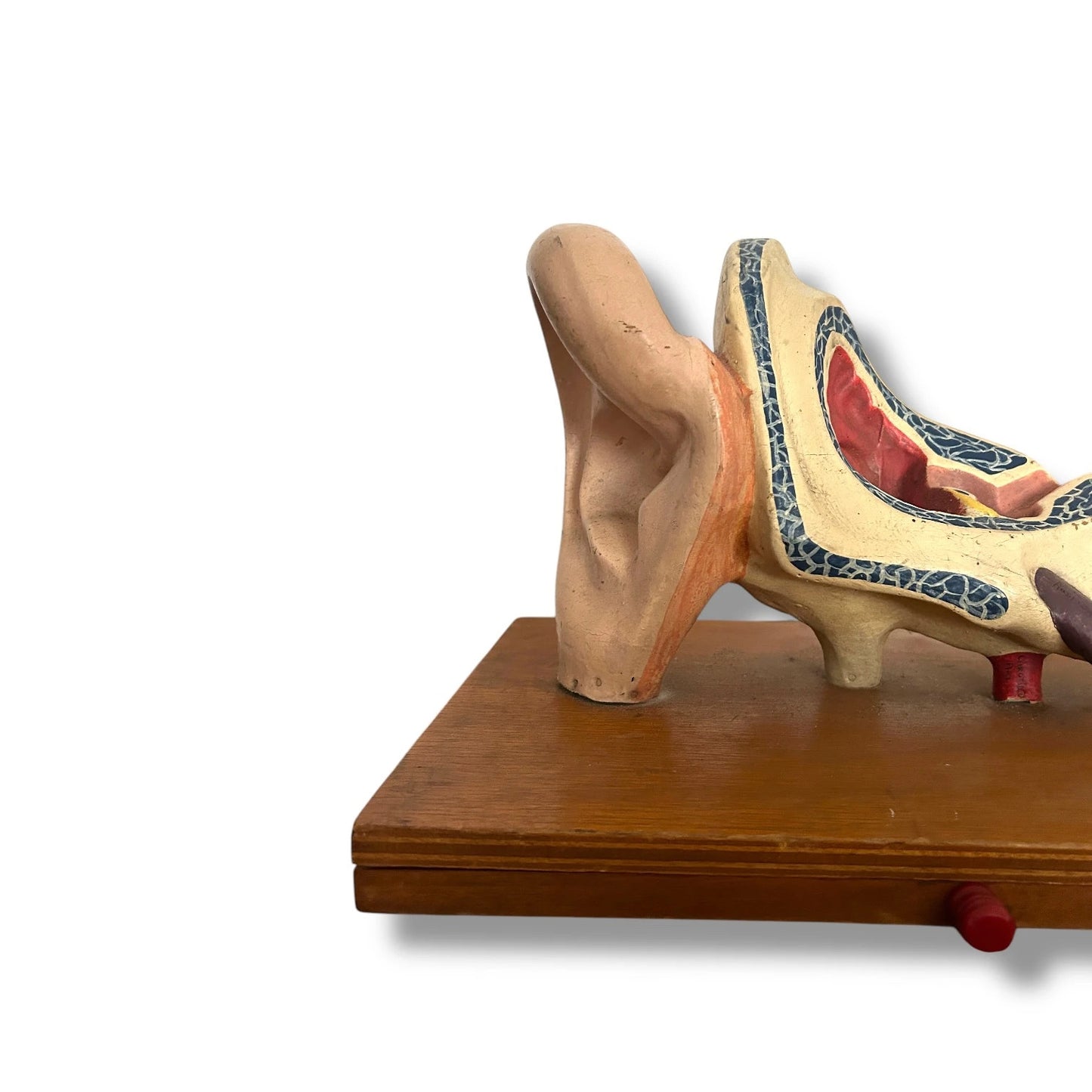Vintage Anatomical Model of a Human Ear