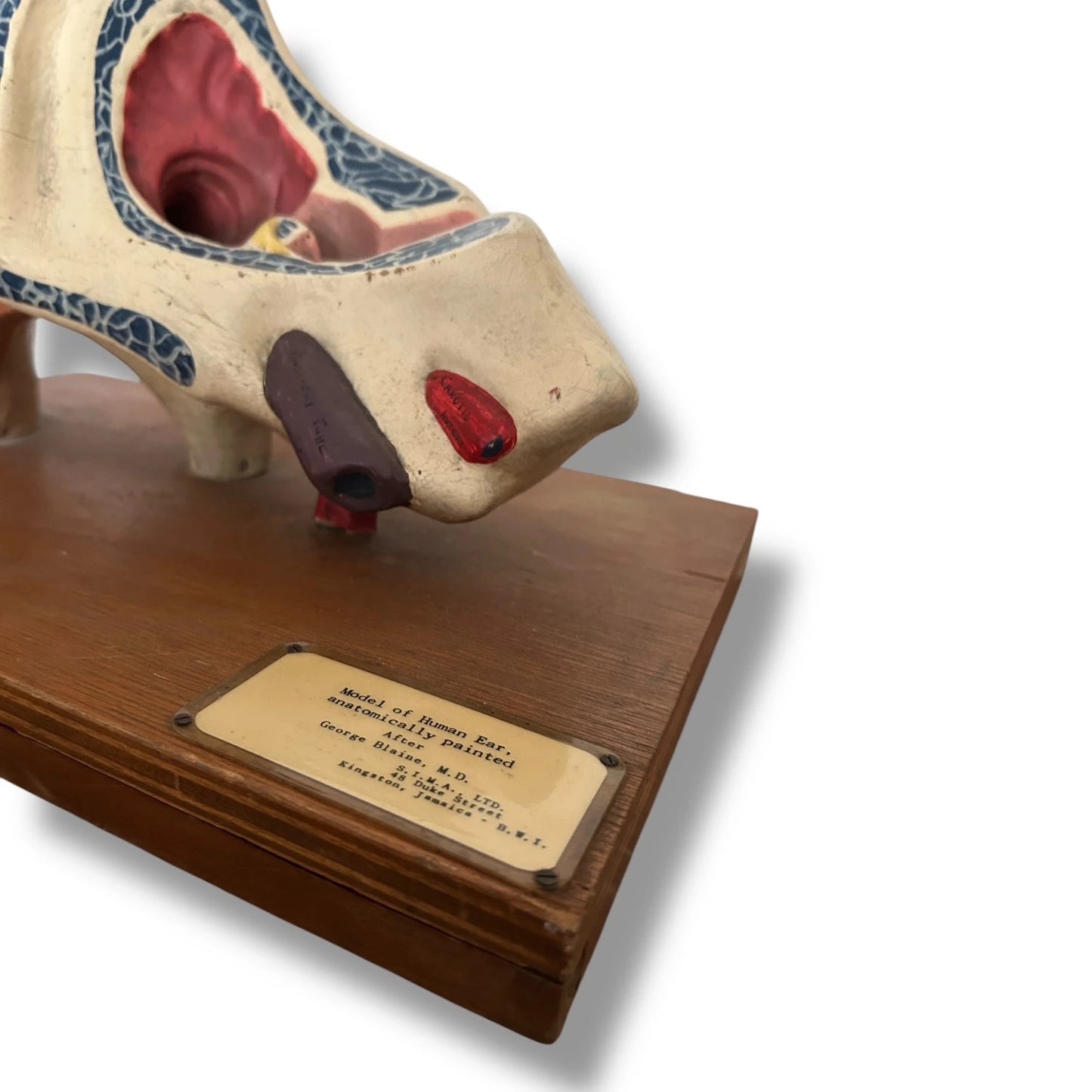 Vintage Anatomical Model of a Human Ear
