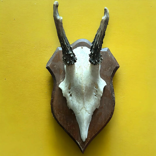 Vintage 1960s Roe Deer Faux Taxidermy