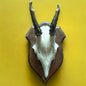 Vintage 1960s Roe Deer Faux Taxidermy