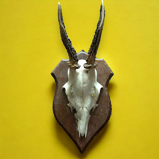 Vintage 1950s Faux Horns Taxidermy