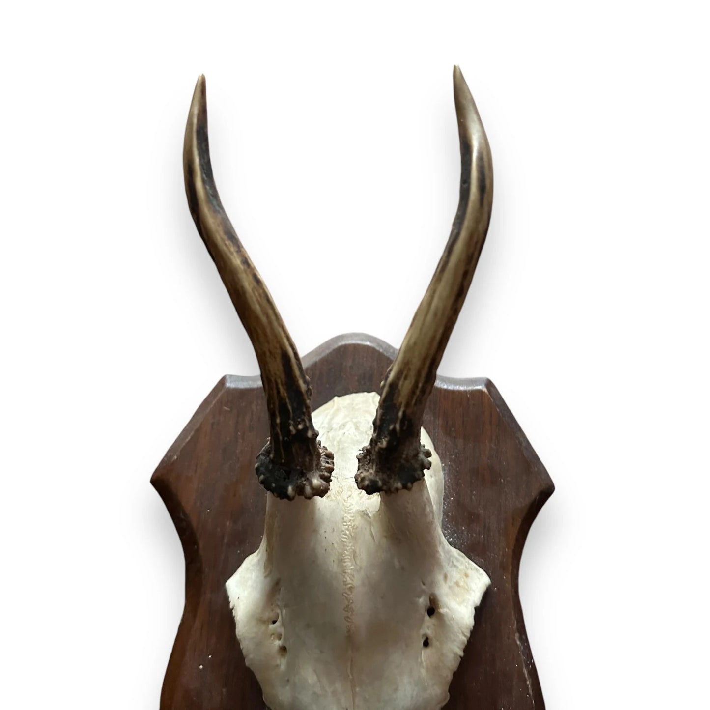 Vintage 1960s Roe Deer Faux Taxidermy