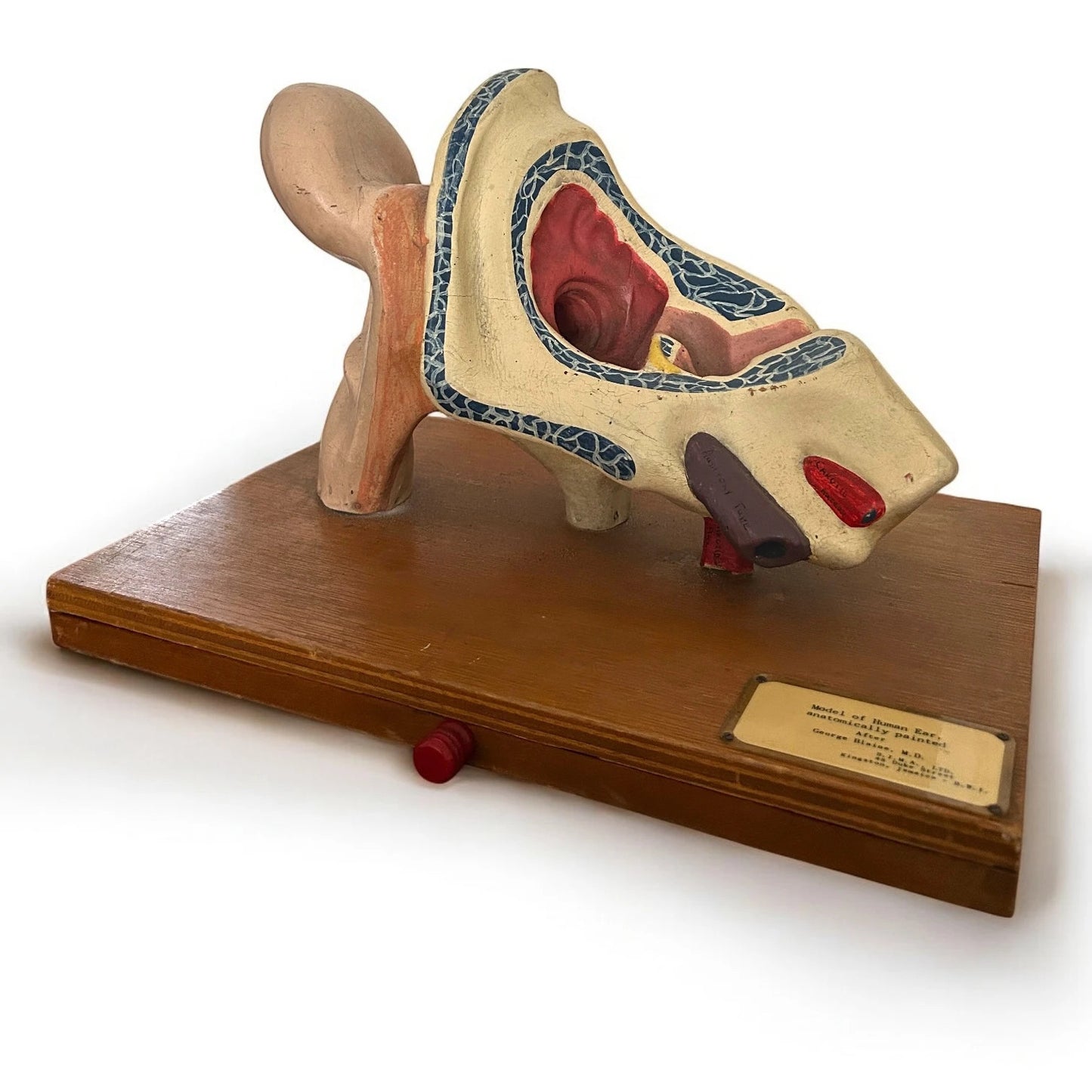 Vintage Anatomical Model of a Human Ear