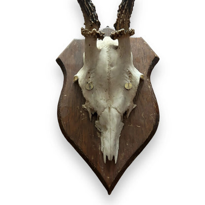 Vintage 1950s Faux Horns Taxidermy