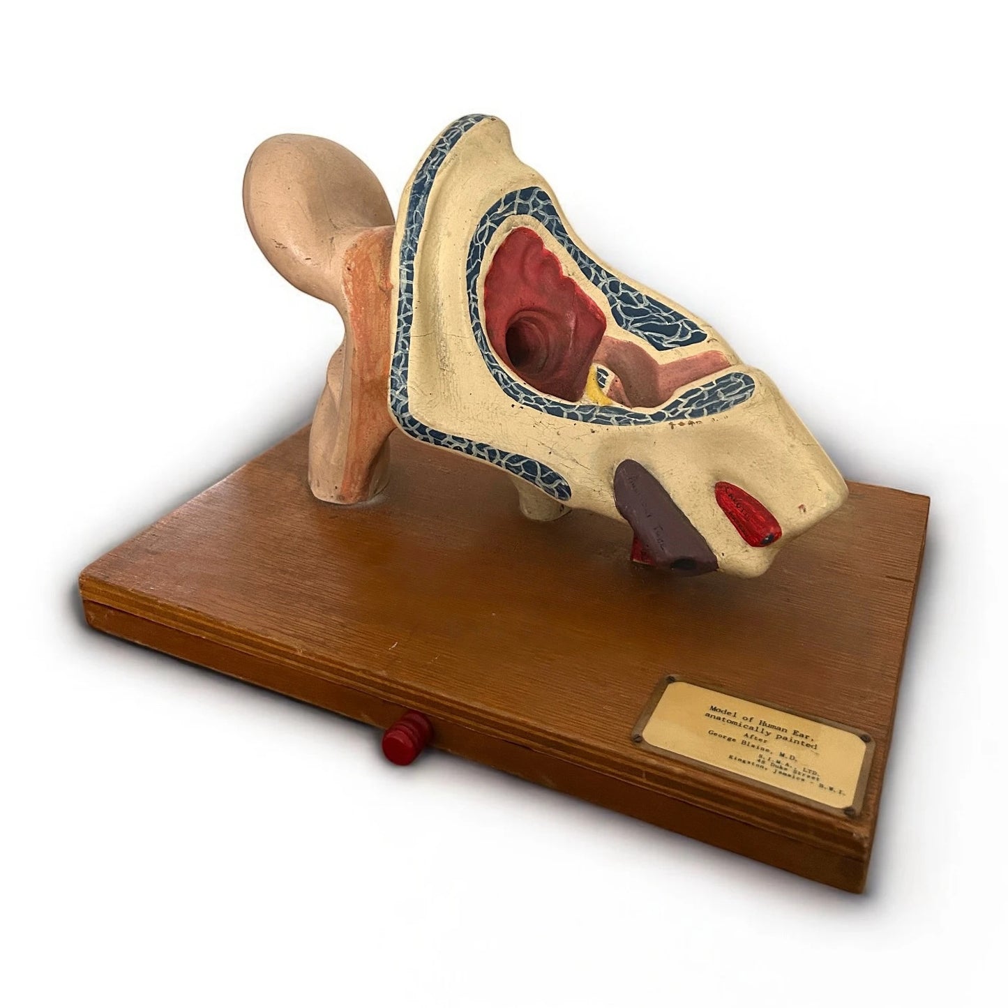 Vintage Anatomical Model of a Human Ear