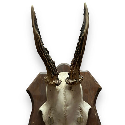 Vintage 1950s Faux Horns Taxidermy